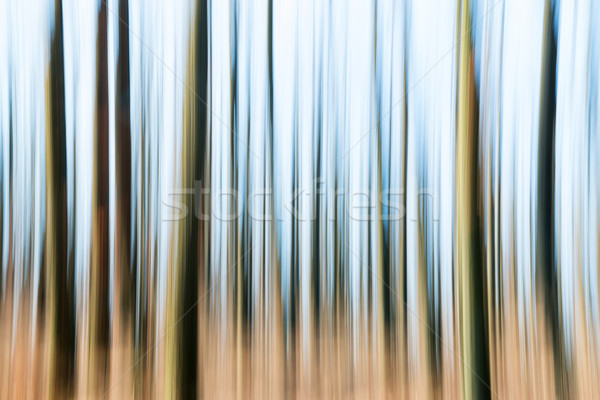 Foto d'archivio: Foresta · offuscata · abstract · autunno · natura · verde