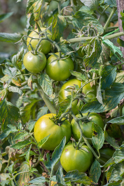 Verde greggio pomodori giardino alimentare salute Foto d'archivio © digoarpi