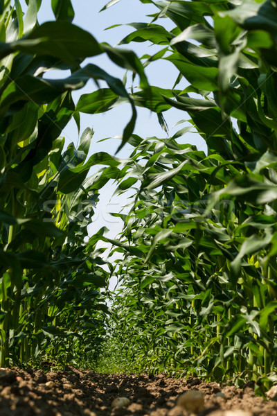 Maize field in spring Stock photo © digoarpi
