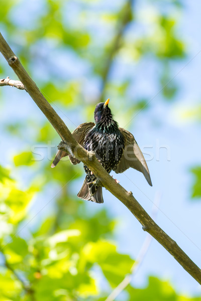 European starling on the branch Stock photo © digoarpi