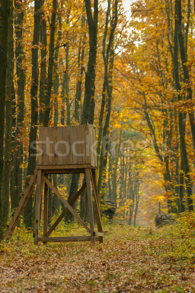 Stehen Wald Herbst Baum Licht grünen Stock foto © digoarpi