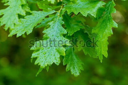 Oak leaves Stock photo © digoarpi