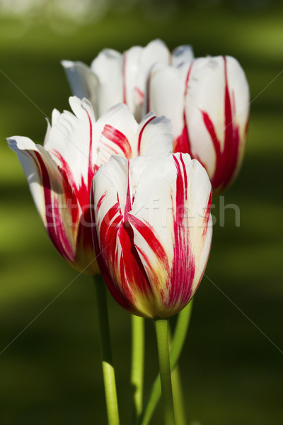 Tulipes belle coloré jardin printemps soleil Photo stock © digoarpi