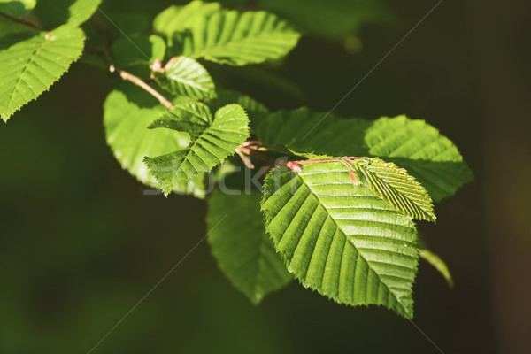 Close up of hornbeam leaves Stock photo © digoarpi