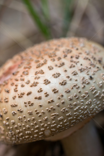 Edible Blusher fungi (Amanita rubescens) Stock photo © digoarpi