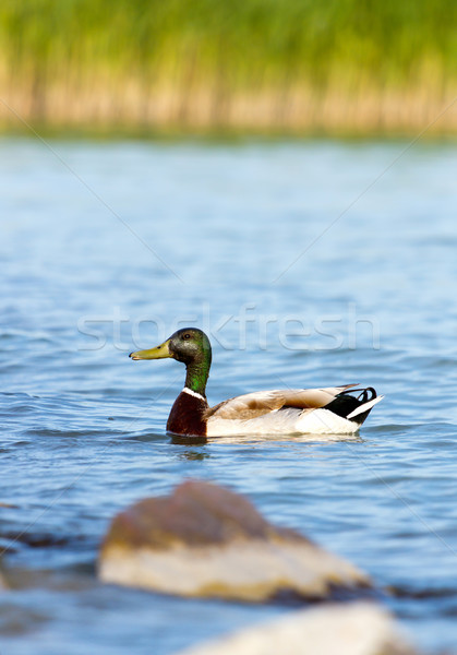 Mallard Stock photo © digoarpi