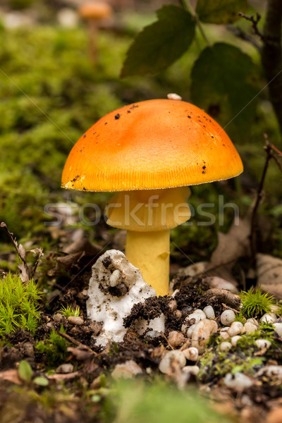 молодые грибы осень лес природы зеленый Сток-фото © digoarpi