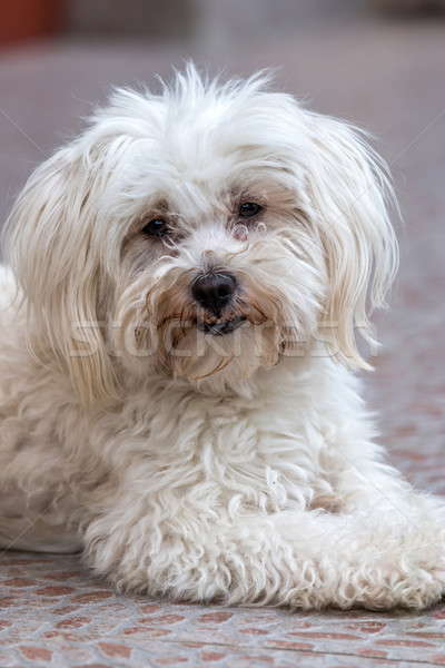 Maltese dog  Stock photo © digoarpi