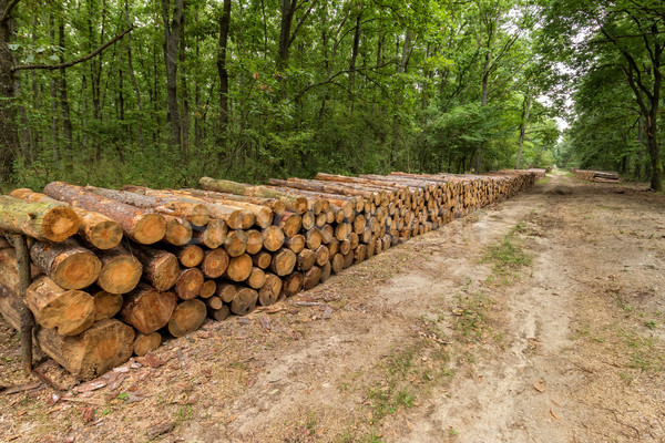 Big pile of wood  Stock photo © digoarpi