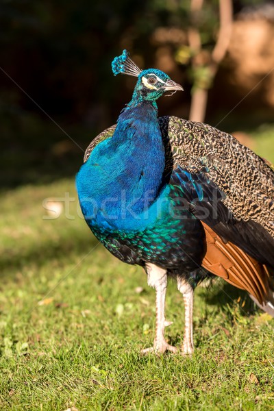 Belle coloré paon texture oeil oiseau [[stock_photo]] © digoarpi