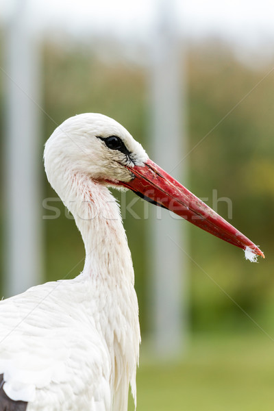 Weiß Storch Porträt Natur Hintergrund Vogel Stock foto © digoarpi