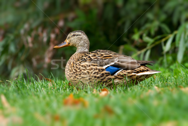 Wild duck  Stock photo © digoarpi