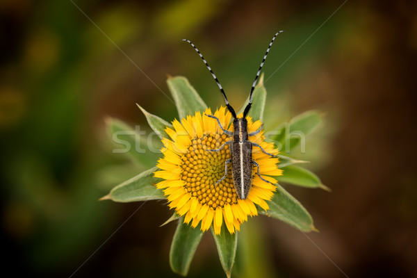 Flat-faced longhorn beetle (Agapanthia cardui) Stock photo © digoarpi
