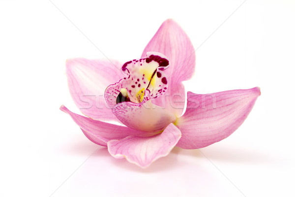 Orchidée belle rose blanche nature usine Photo stock © digoarpi