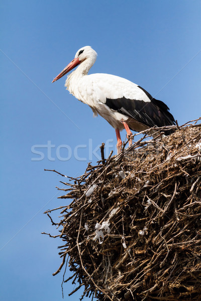 Storch schönen Familie Nest home Feder Stock foto © digoarpi