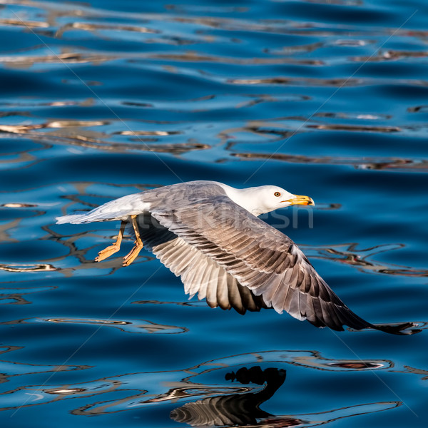 Young seagull  Stock photo © digoarpi