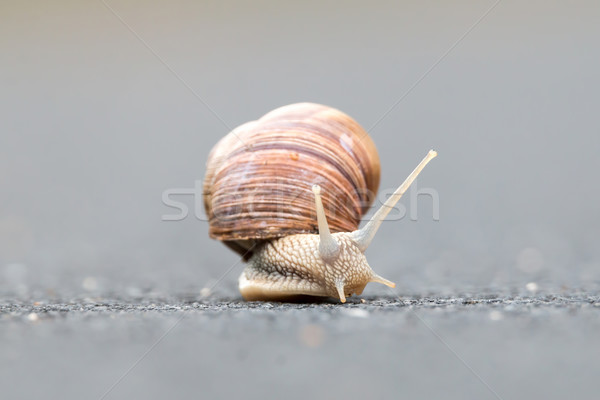 Burgundy snail (Helix pomatia) Stock photo © digoarpi