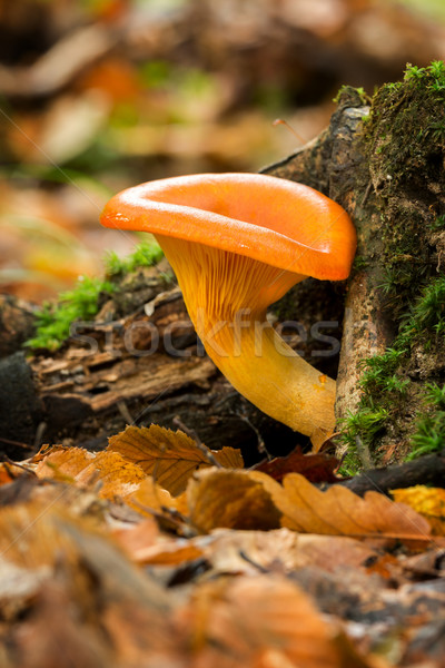 Jack o'Lantern Mushroom (Omphalotus olearius) Stock photo © digoarpi