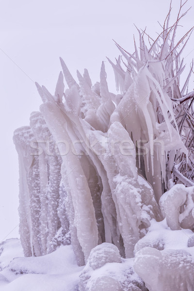 Koud winter dag veel ijskegel bush Stockfoto © digoarpi