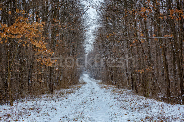 Kış yol orman ağaç buz uzay Stok fotoğraf © digoarpi