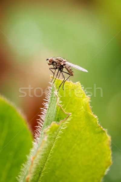Common Housefly (Fly) Stock photo © digoarpi