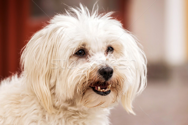Portrait of cute maltese dog Stock photo © digoarpi
