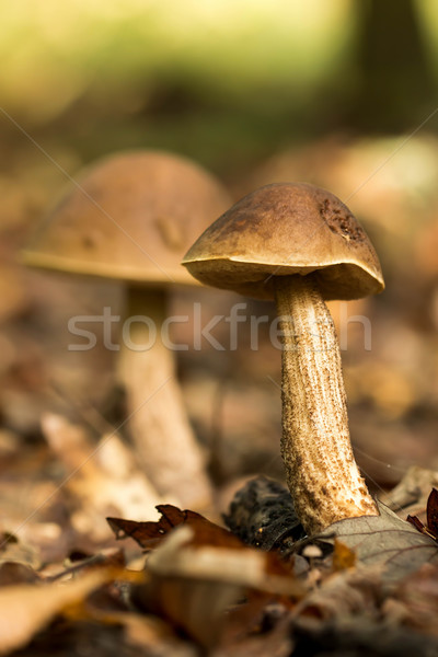 Tinóru gomba közelkép ehető étel természet ősz Stock fotó © digoarpi