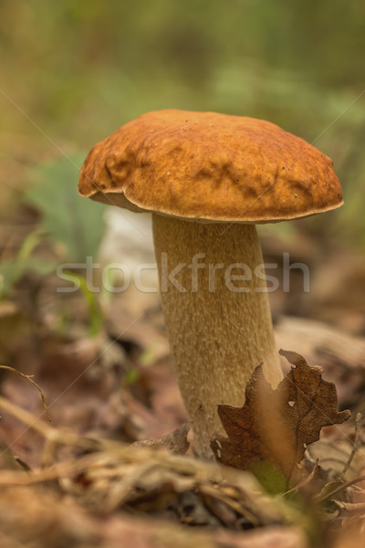 Porcini fungi on the litter (Boletus edulis) Stock photo © digoarpi