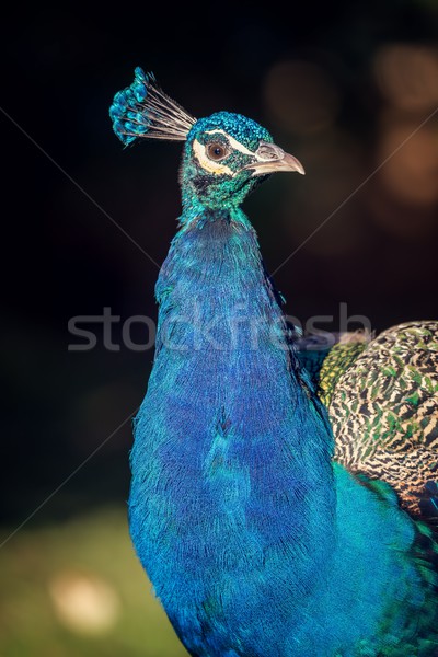 Stock photo: Beautiful colorful peacock 