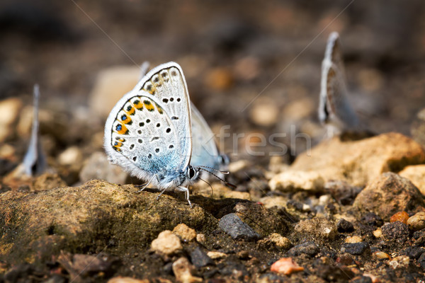 Butterflies Stock photo © digoarpi