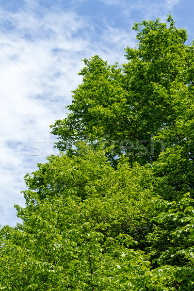 Hornbeam tree Stock photo © digoarpi