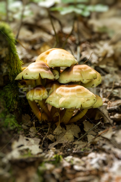Sulphur Tuft, a poisonous mushroom. Stock photo © digoarpi