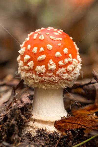 Mały latać grzyb charakter ziemi pozostawia Zdjęcia stock © digoarpi
