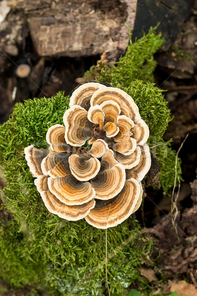 土耳其 尾 蘑菇 森林 植物 蘑菇 商業照片 © digoarpi