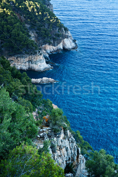 побережье красивой лес морем лет Сток-фото © digoarpi