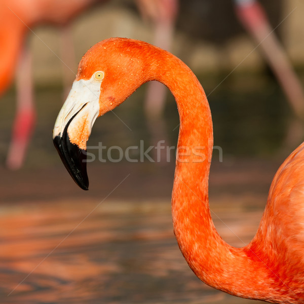 Flamingo Stock photo © digoarpi