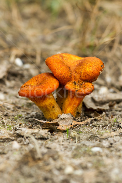 Jack-o'-lantern mushroom Stock photo © digoarpi