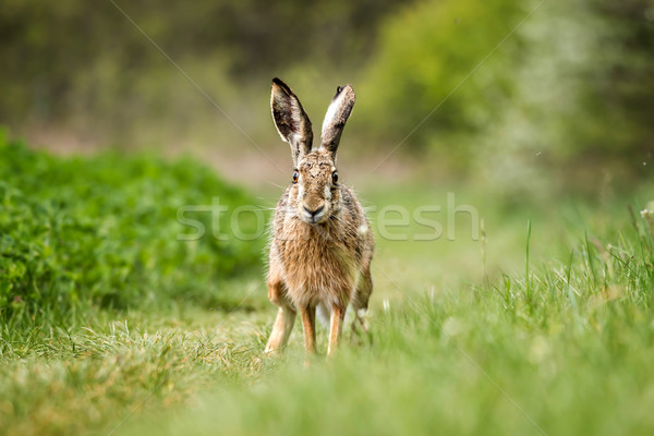 European hare (Lepus europaeus) Stock photo © digoarpi