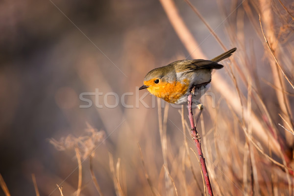 [[stock_photo]]: Habile · oiseau · branche · arbre · forêt · jardin