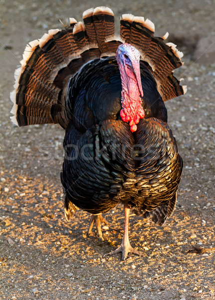 [[stock_photo]]: Turquie · Nice · volaille · alimentaire · oiseau · pieds