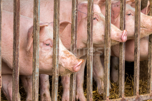 Young pigs Stock photo © digoarpi