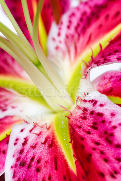 Stock photo: Lily