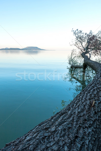 árbol lago Balaton Hungría cielo agua Foto stock © digoarpi
