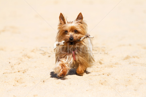 Yorkshire Terrier  Stock photo © digoarpi