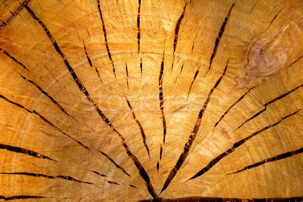 Legno legno screpolato annuale crescita anello Foto d'archivio © digoarpi