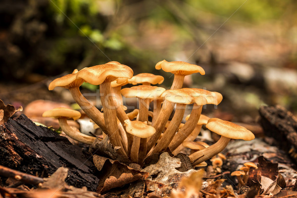 Miodu grzyb lasu zielone grupy jesienią Zdjęcia stock © digoarpi