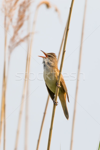 Great reed warbler Stock photo © digoarpi