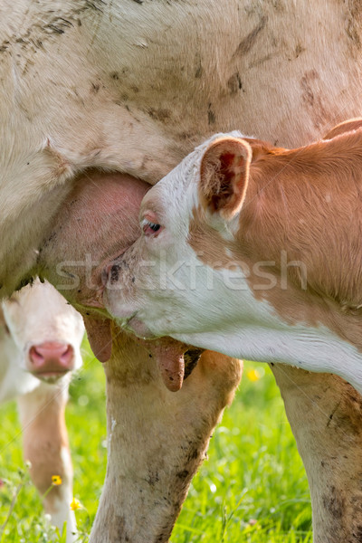 Young calf Stock photo © digoarpi