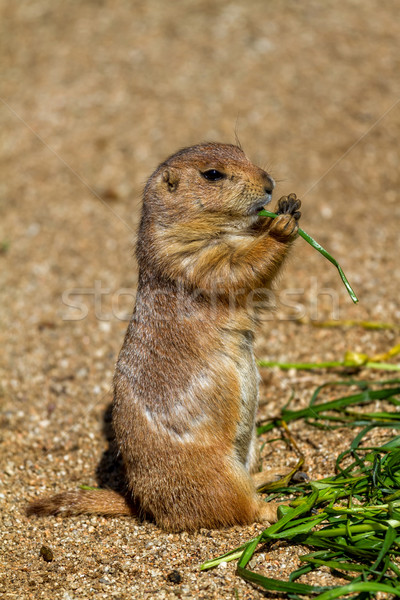 Marmot eating something green leaf Stock photo © digoarpi