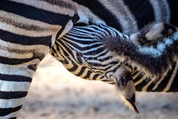 Zebra familie portret liefde natuur Stockfoto © digoarpi